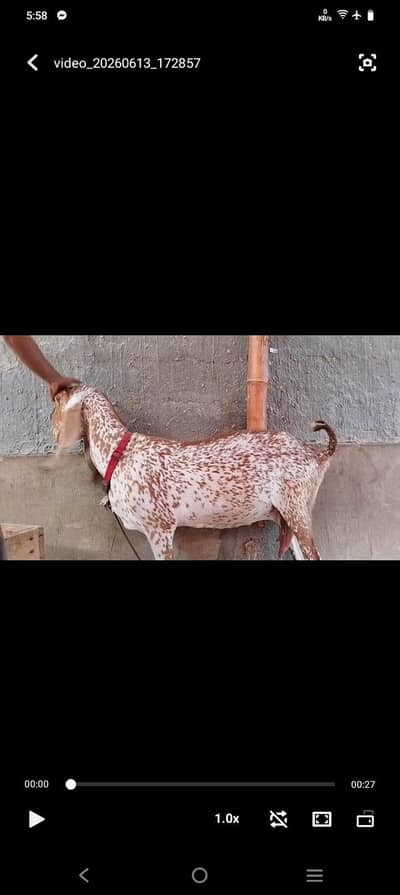 Mashallah |JAMBO SIZE | Pure Makkah cheeni Bakri 1 month Cross