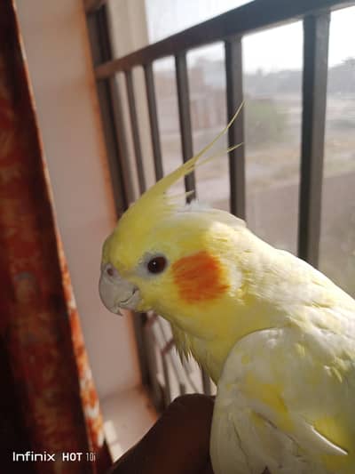 hand tamed cocktail,  split zebra and snow white finch