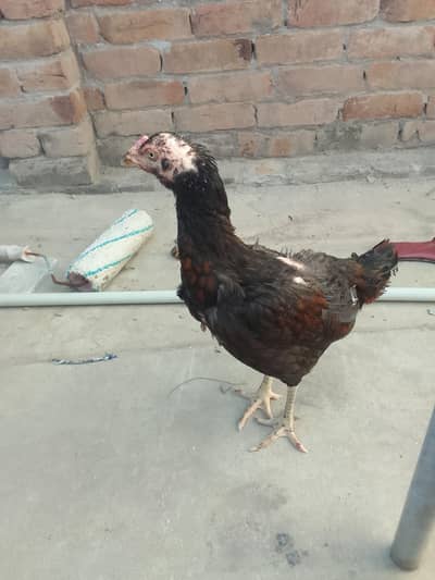 Aseel Lakha pair for sale