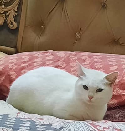 cat for adoption