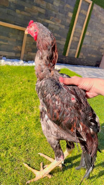 Aseel Shamo Male Cock For Sale | Pure Bloodline | Healthy Breeder