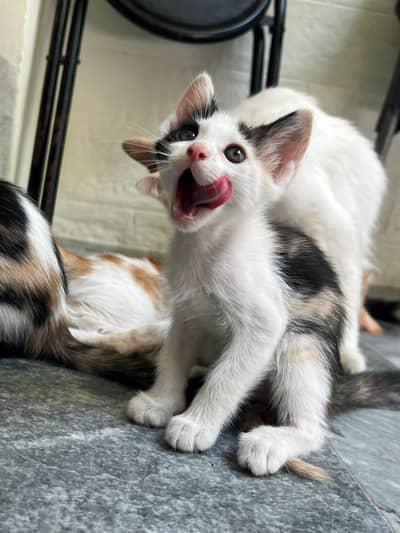 Turkish angora cat for sale with kittens