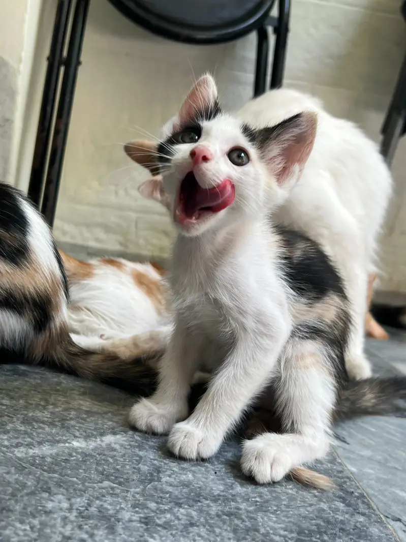 Turkish angora cat for sale with kittens