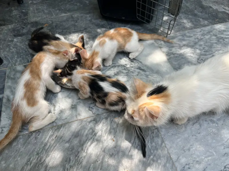 Turkish angora cat for sale with kittens — photo 2