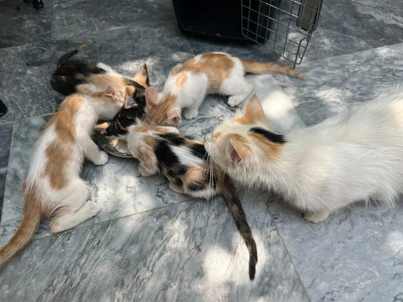 Turkish angora cat for sale with kittens — photo 3