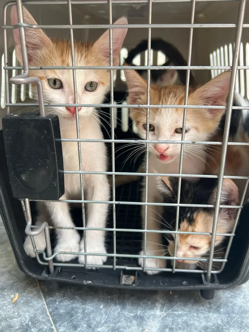 Turkish angora cat for sale with kittens — photo 4