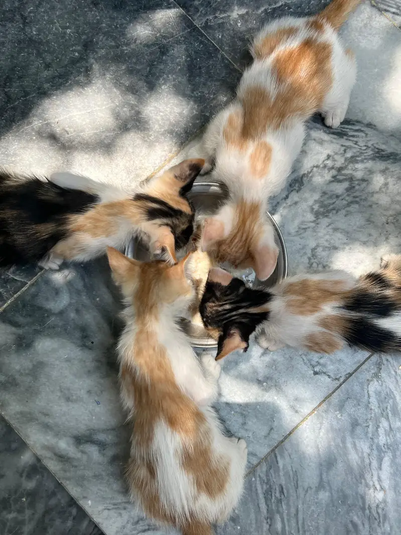 Turkish angora cat for sale with kittens — photo 5