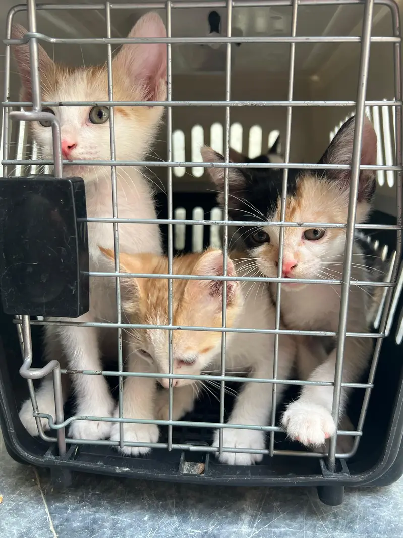 Turkish angora cat for sale with kittens — photo 6