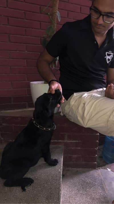 Black Labrador puppy