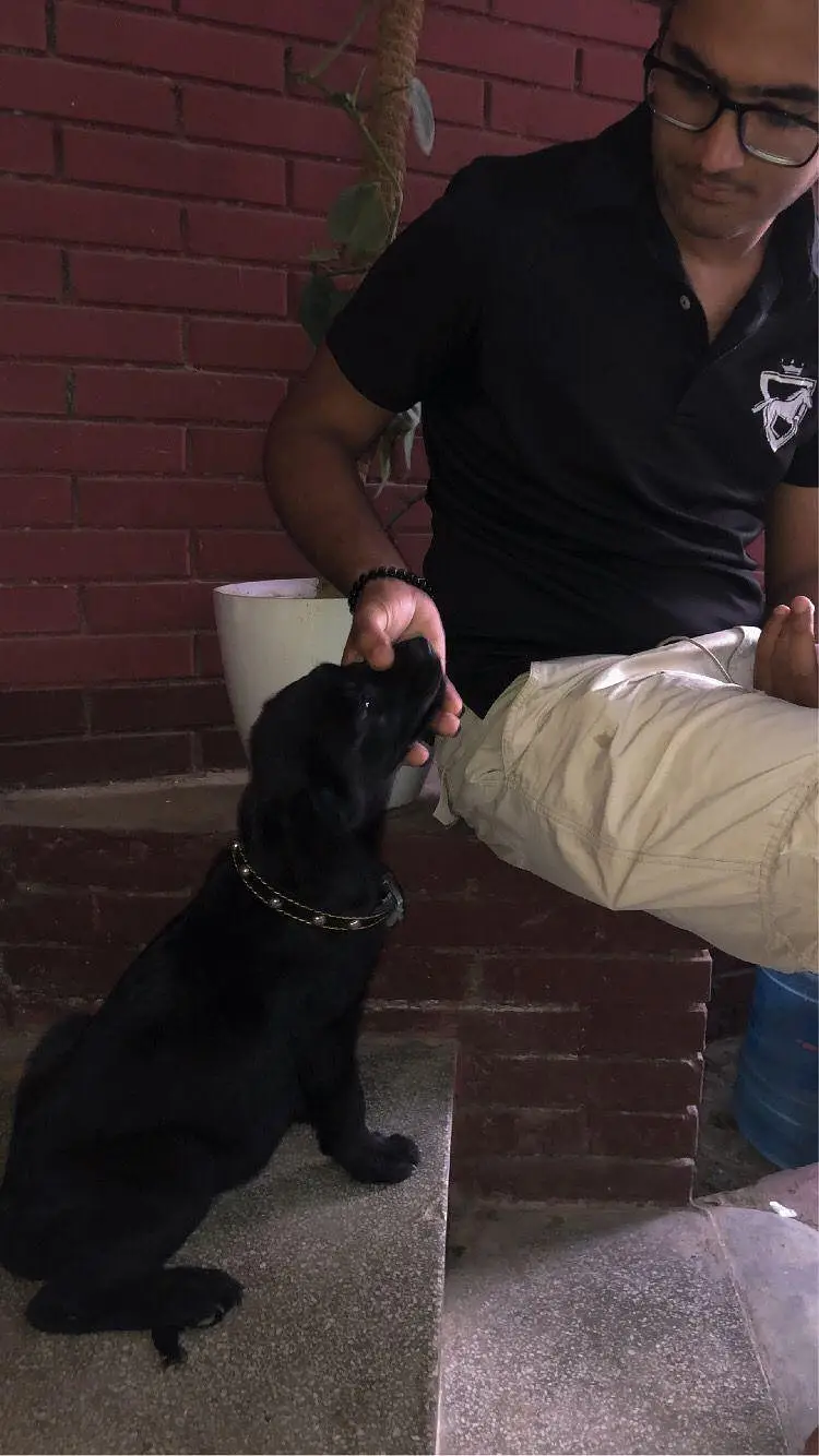 Black Labrador puppy