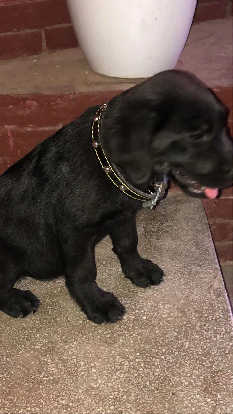 Black Labrador puppy — photo 2