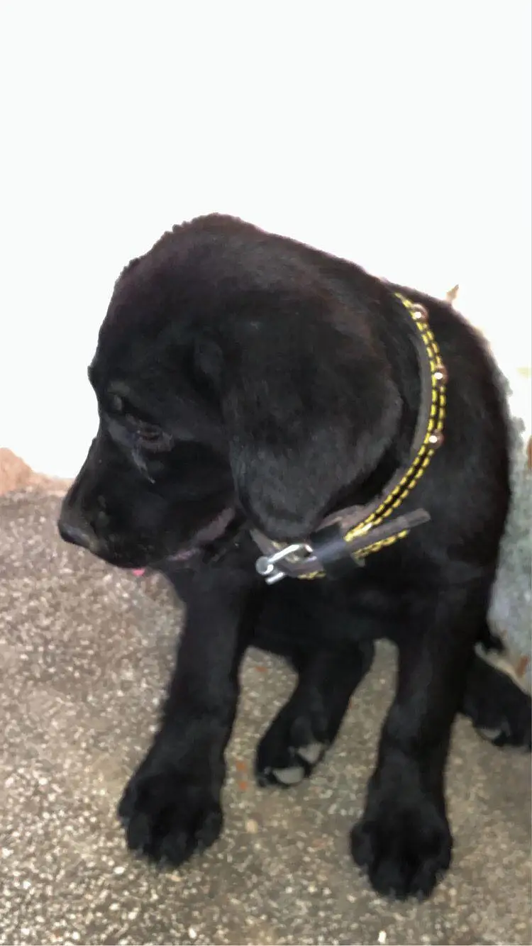Black Labrador puppy — photo 3