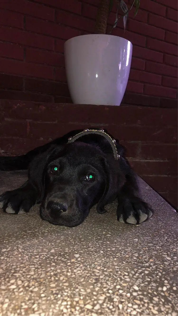 Black Labrador puppy — photo 4