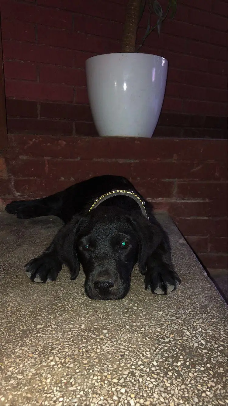 Black Labrador puppy — photo 5