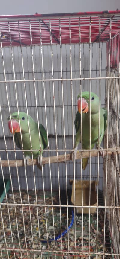 raw parrot