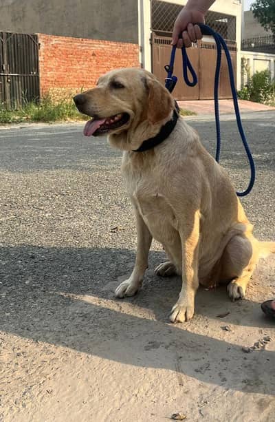 Labra | British Labra | American Labra | Labra Female For Sale