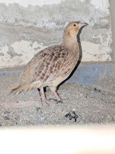 Irani teetar for sale