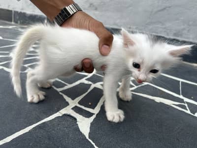 Persian Cat kitten for sale
