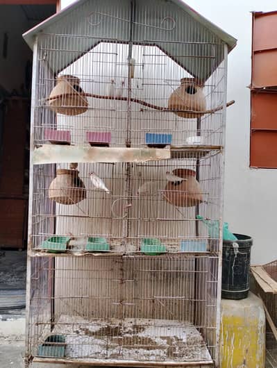 java finches fawn+white with cage