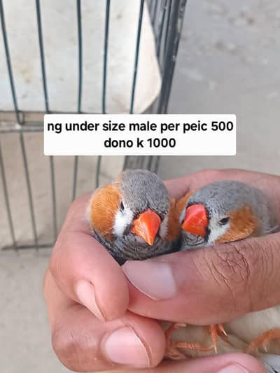mutation finch pair