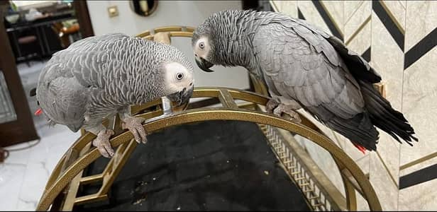 African Grey Parrots.