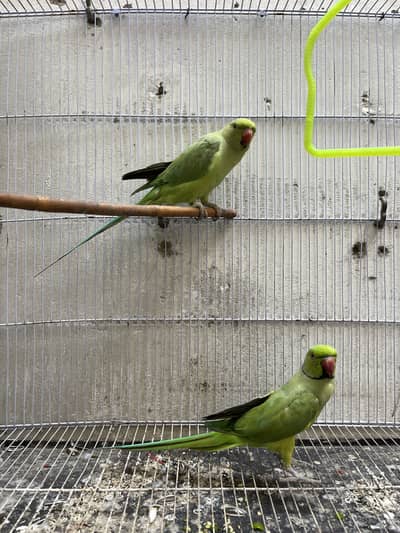 Green ringneck adult pair