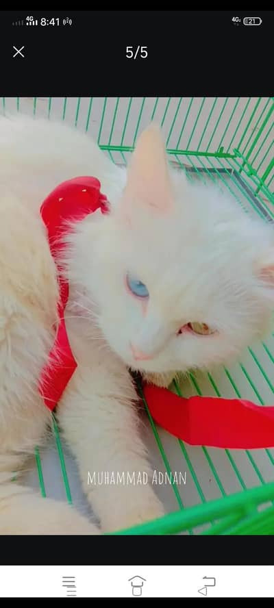 not  for sale ya exchej free cat bas care krny wala ho koii