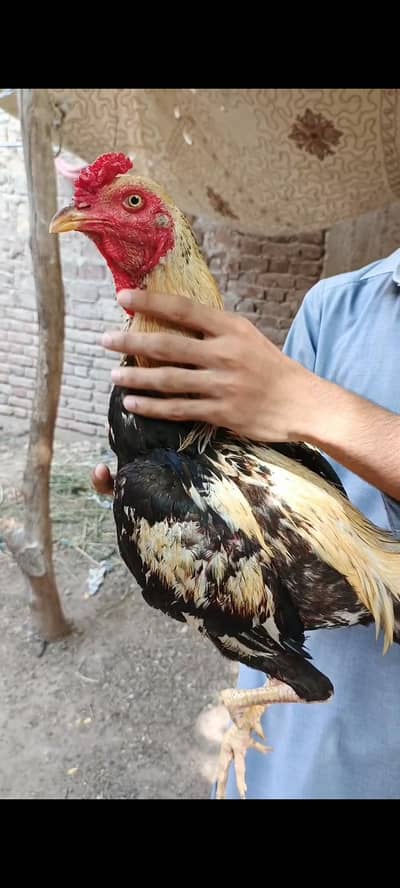high quality jawa murga