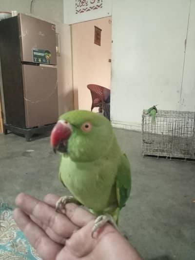hand tame Kathi female h young female Hand time