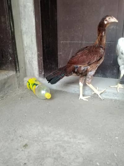 aik aankh se teeri hai