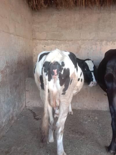 cow for sale