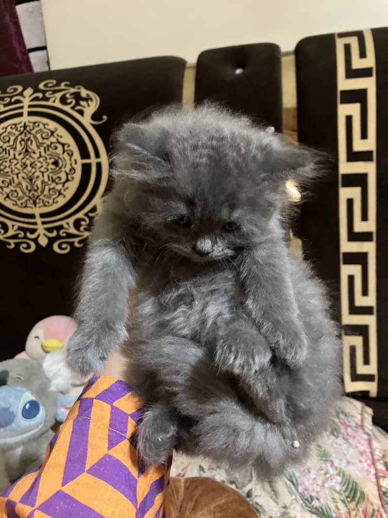 Bella 0