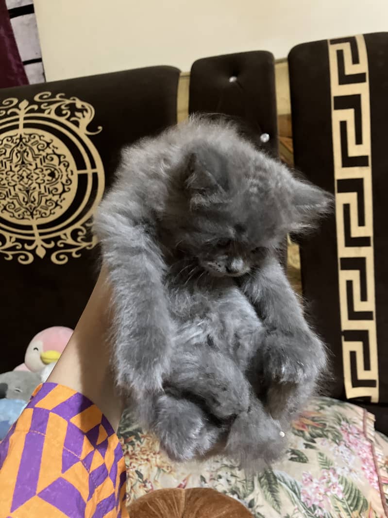 Bella 1
