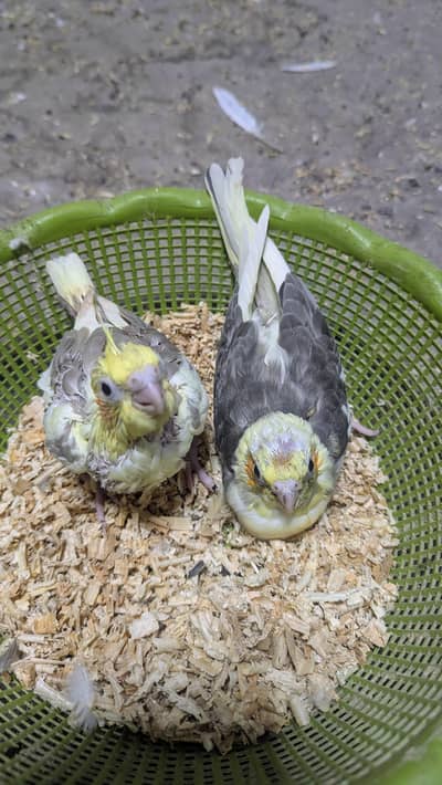 Cocktail Chicks for sale