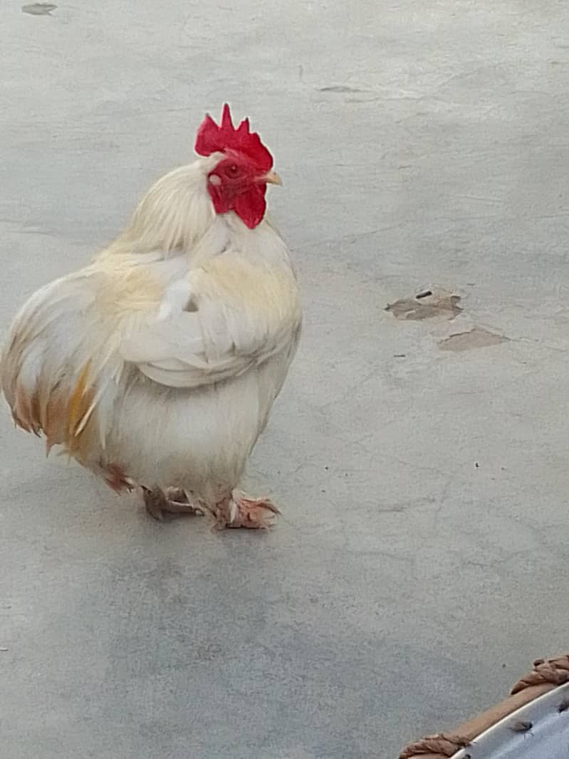 Rooster 0