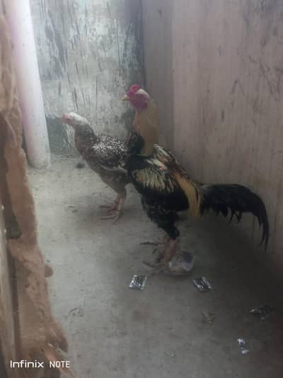 aseel pair