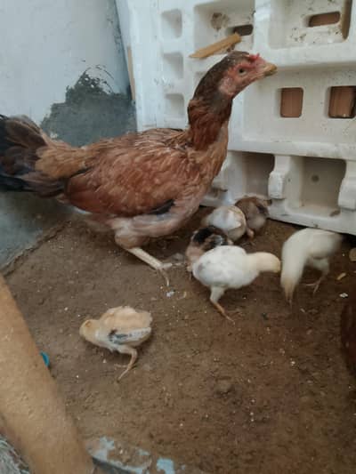 Assel hens with chicks