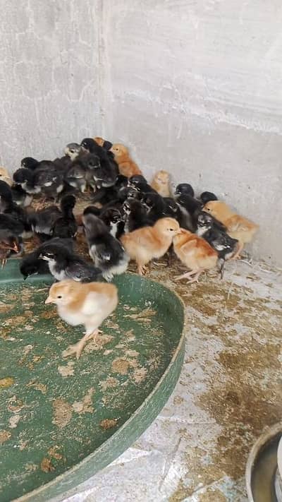 Australorp rir chicks