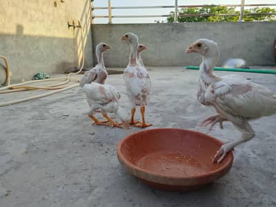 Aseel Heera | Aseel Chicks | White Aseel