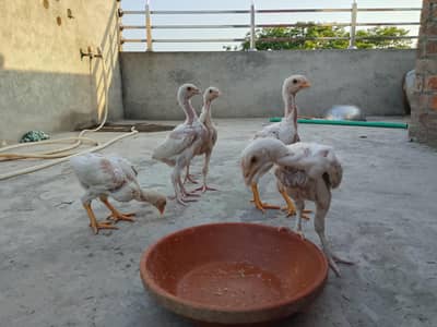 Aseel Heera | Aseel Chicks | White Aseel | Heera Chicks