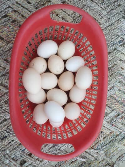 Aseel Cross Eggs