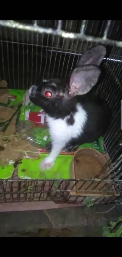 Rabbit female hai