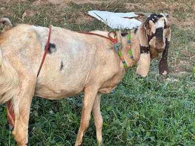 Dasi Bakri pure