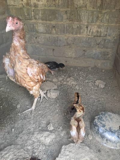 aseel hen and five chicks for sale