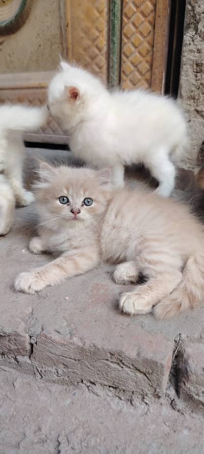 Persian Kitten