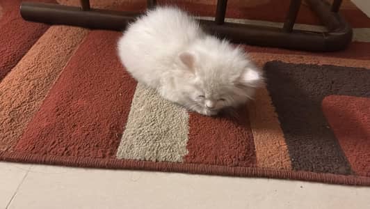 Persian white cat