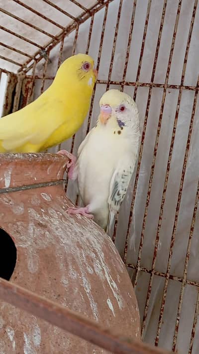 Australian Budgires Pair