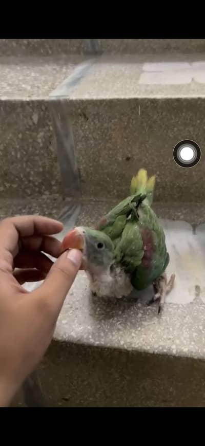 Kashmir raw parrot baby