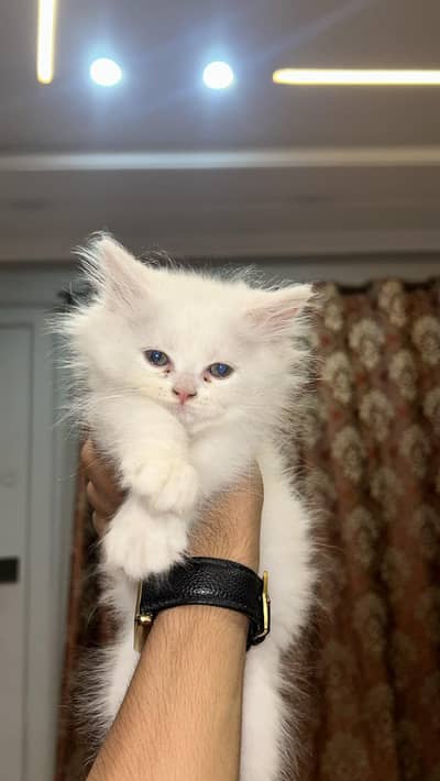 Persian kitten 50 days old