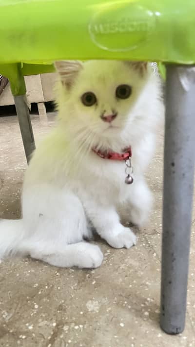 Persian white male baby cat urgent sale potty train